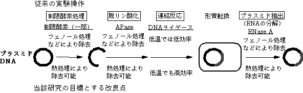 熱失活性・低温活性酵素